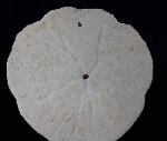 Scutella faujasi (DEFRANCE 1827) - Bild © FossNet FossilienStore